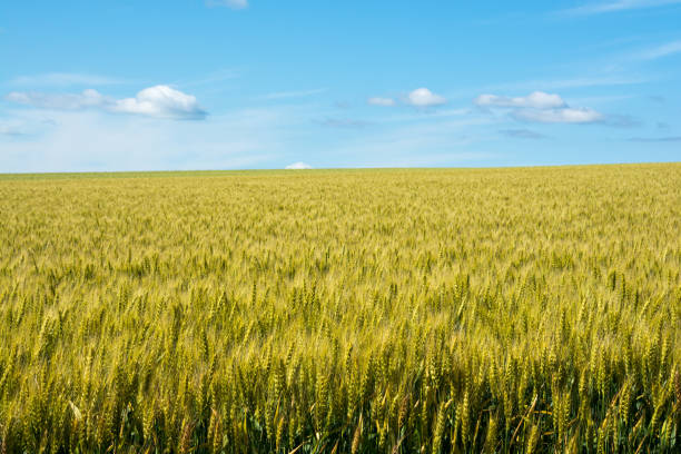 istock Wheat field and summer blue sky 688767610
