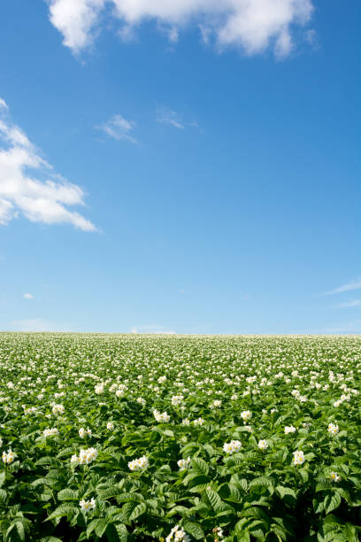 Potato field in the hilly area Potato field in the hilly area with white flowers and summer blue sky 丘 stock pictures, royalty-free photos & images