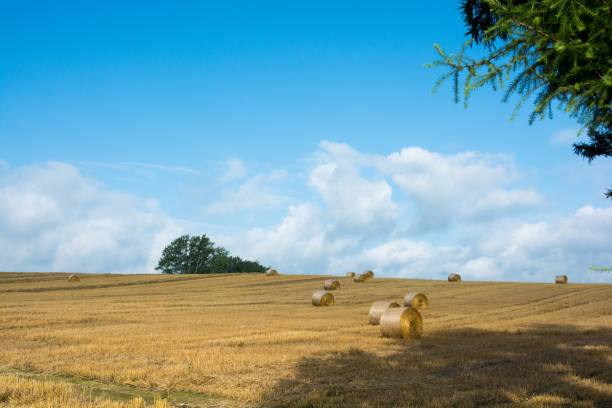 Wheat field spreading straw roll Wheat field spreading straw roll and summer sky in Biei Hokkaido Japan 丘 stock pictures, royalty-free photos & images