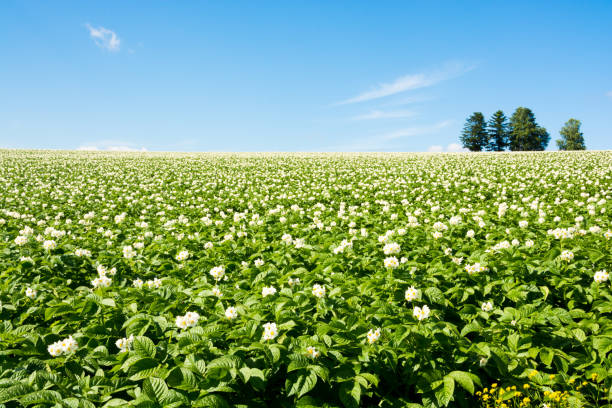 Potato field and blue sky Potato field and blue sky in summer at Hokkaido Japan 丘 stock pictures, royalty-free photos & images