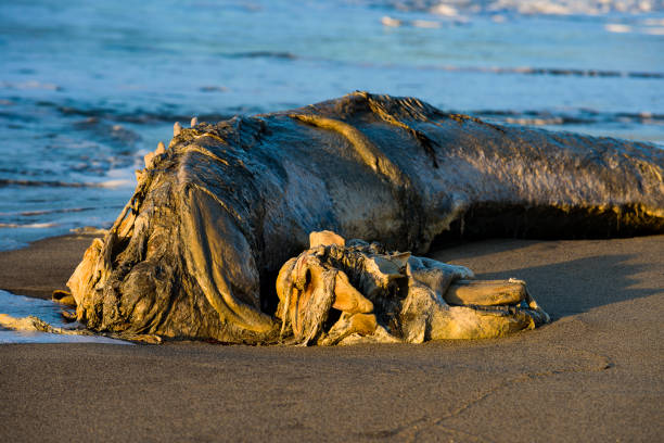 istock Slowly Rotting Remains of a Washed Up Pilot Whale on Spit Beach, Cornwall 688768064