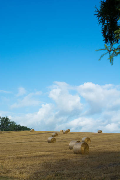 Wheat field spreading straw roll Wheat field spreading straw roll and summer sky in Biei Hokkaido Japan 丘 stock pictures, royalty-free photos & images