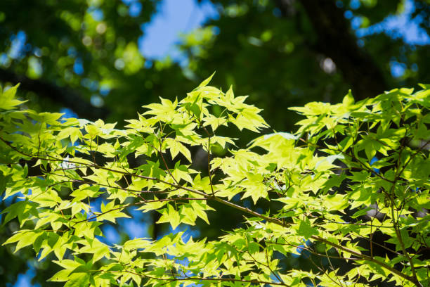Young leaves bathed in summer sunshine Young leaves bathed in summer sunshine 木漏れ日 stock pictures, royalty-free photos & images