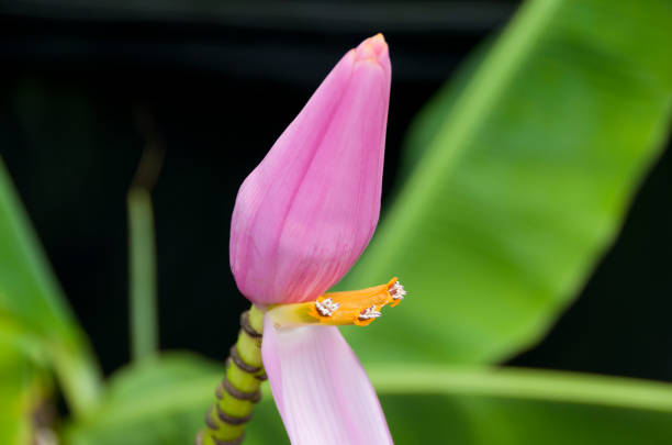 Pink Banana flower (Musa velutina)