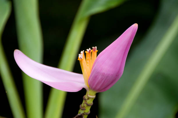 Pink Banana flower (Musa velutina)