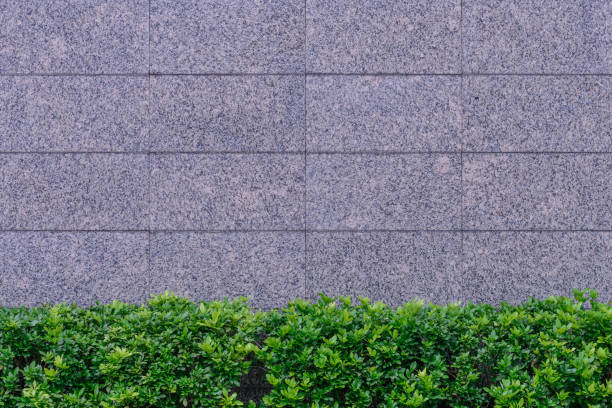 istock Marble texture with plant, wall decorative exterior stone. 688784408