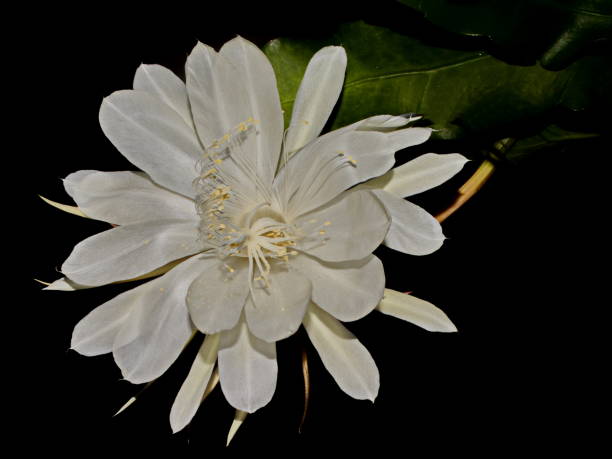 istock Beautiful lady-in-the-night flower 688784546