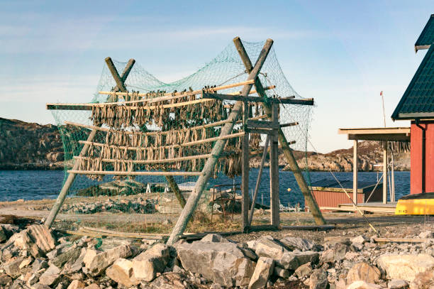 istock Dried and salted cod, stockfish hanging on a board 688786706