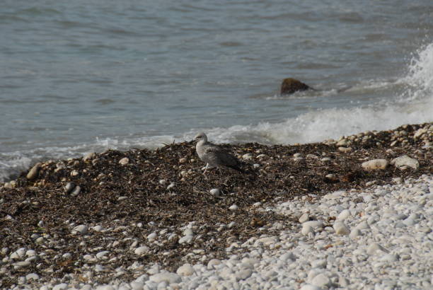 istock Seagulls on the Mediterranean in Spain 688787204