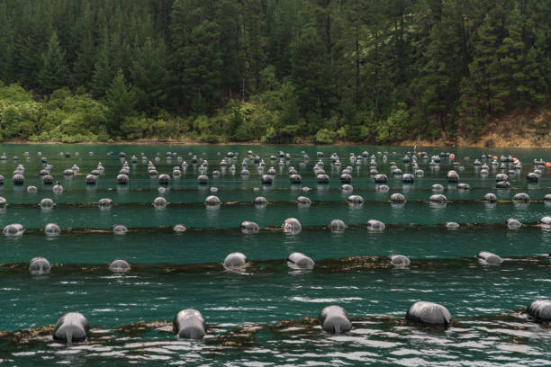 Close shot of floaters of Hitaua Bay Mussel Farm, Picton. Picton, New Zealand - March 12, 2017: Close shot of hundred floaters holding strings with growing mussels in Hitaua Bay. Green forested mountain background. picton new zealand stock pictures, royalty-free photos & images