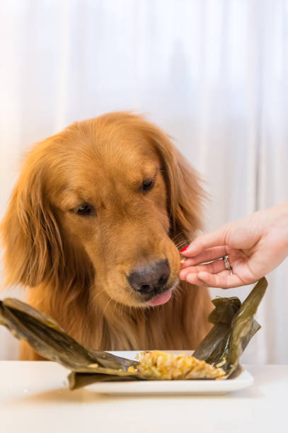 istock Golden Retriever eating food 688797470
