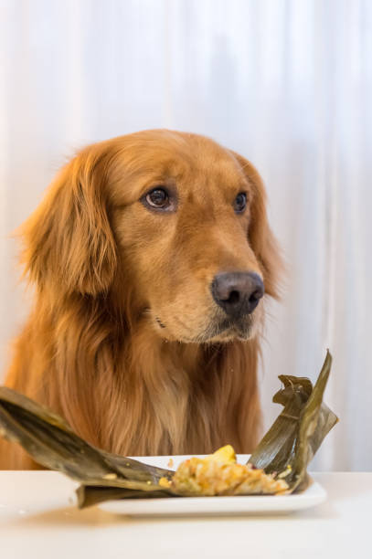 istock Golden Retriever eating food 688797472