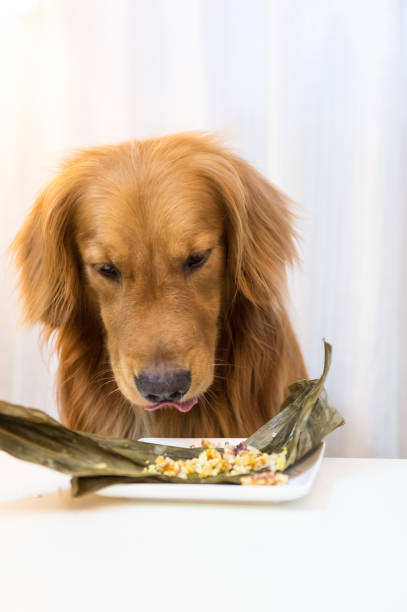 istock Golden Retriever eating food 688797500