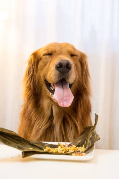 istock Golden Retriever eating food 688797502