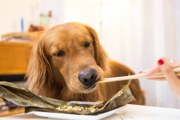 istock Golden Retriever eating food 688797522
