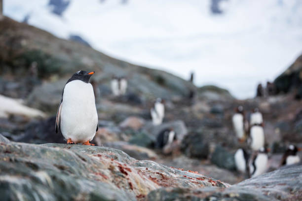 istock Antarctica: Gentoo Penguin at Paradise Harbour 688797734