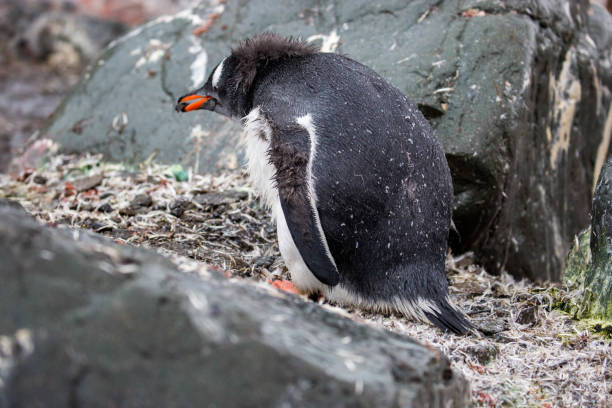 antarktis: gentoo pinguin macht ein nest - pebble gentoo penguin antarctica penguin stock-fotos und bilder
