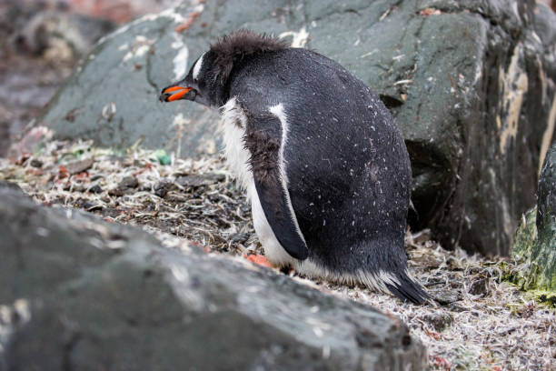 antártida: pingüino gentoo haciendo un nido - pebble gentoo penguin antarctica penguin fotografías e imágenes de stock