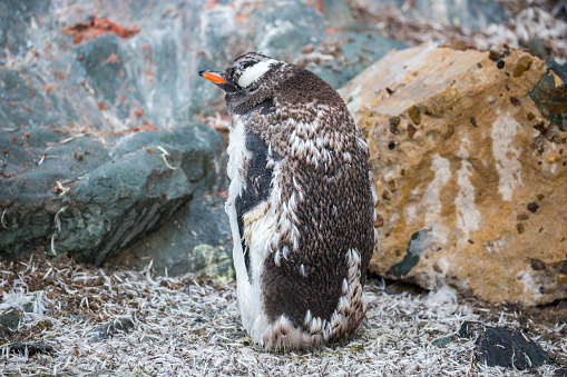 A Gentoo Penguin (Pygoscelis papua) molting at Base Brown in Paradise Harbour.