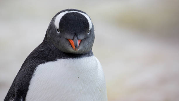 istock Antarctica: Gentoo Penguin at Paradise Harbour 688799998