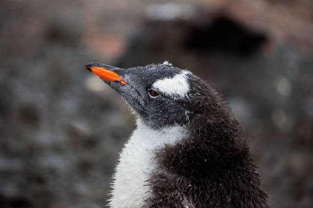 istock Antarctica: Gentoo Penguin at Paradise Harbour 688800160