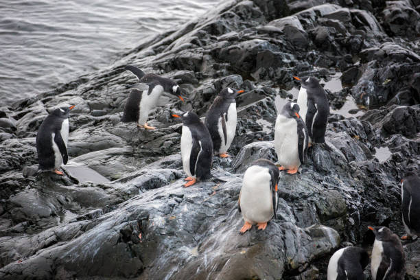 istock Antarctica: Gentoo Penguins at Paradise Harbour 688800220