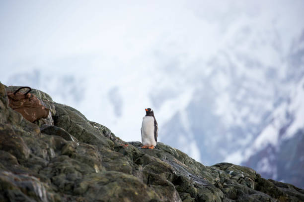 istock Antarctica: Gentoo Penguins at Paradise Harbour 688804948
