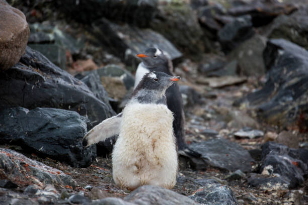 istock Antarctica: Gentoo Penguin at Paradise Harbour 688805198