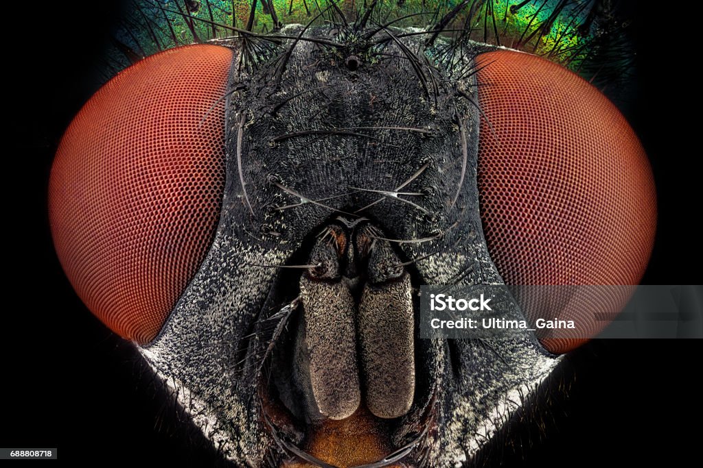 Retrato frontal de una común mosca verde botella - Foto de stock de Insecto libre de derechos