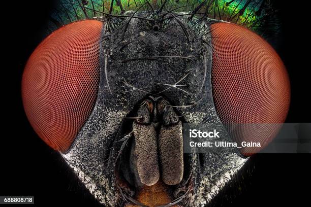 Retrato Frontal De Una Común Mosca Verde Botella Foto de stock y más banco de imágenes de Insecto - Insecto, Macrofotografía, Animal