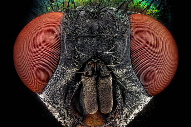 extreme closeup of a Drosophila