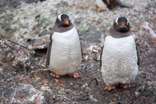 istock Antarctica: Gentoo Penguins at Paradise Harbour 688809140