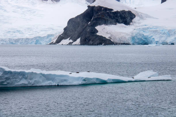 istock Antarctica: Fur Seals on Ice Floe 688809290