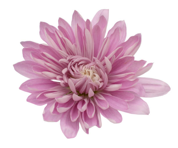 istock chrysanth, chrysanthemum Isolated on White 688809546