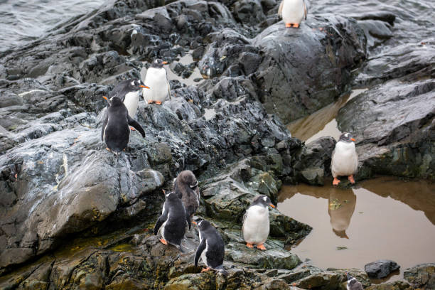 istock Antarctica: Gentoo Penguins at Paradise Harbour 688809580