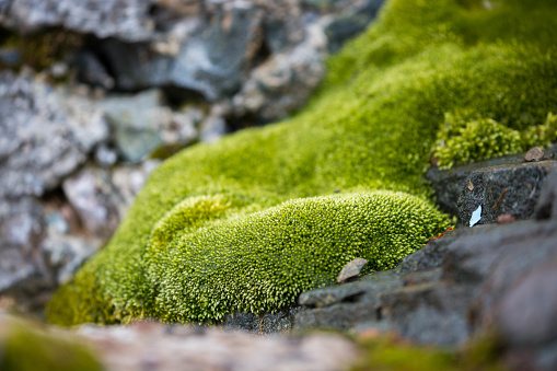 A patch of moss growing on the Sanavirón Peninsula overlooking Paradise Harbour.