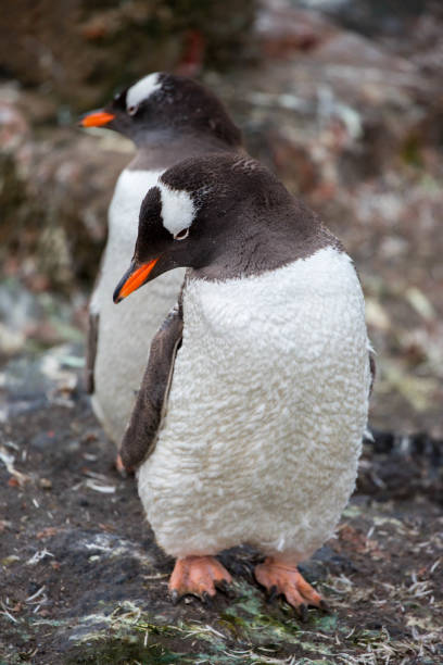 istock Antarctica: Gentoo Penguins at Paradise Harbour 688809680