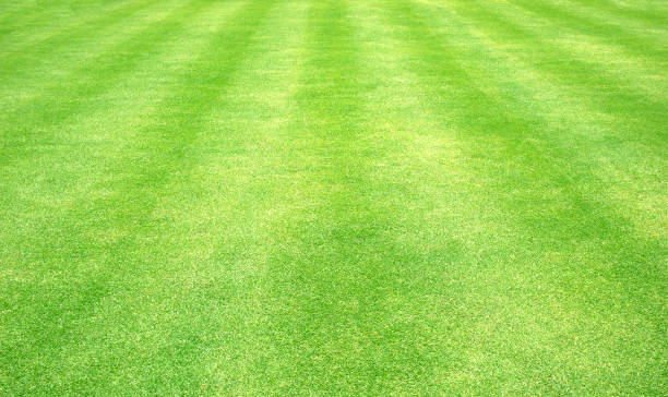 istock grass background Golf Courses green lawn 688811984
