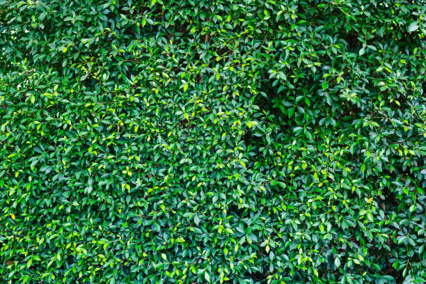 istock green leaves natural wall. 688812318