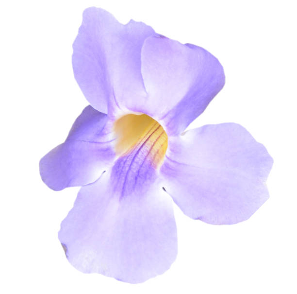 istock Thunbergia grandiflora blossom 688812438
