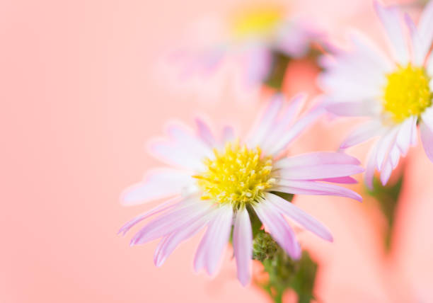 istock beautiful flowers background for your design with the selective focus 688814542