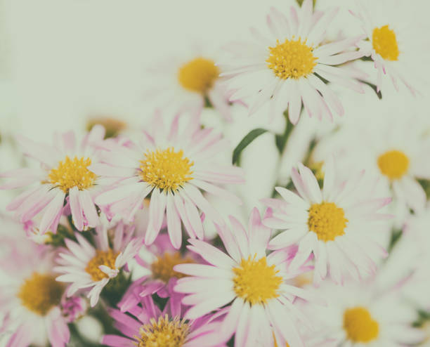 istock beautiful flowers background for your design with the selective focus 688814902