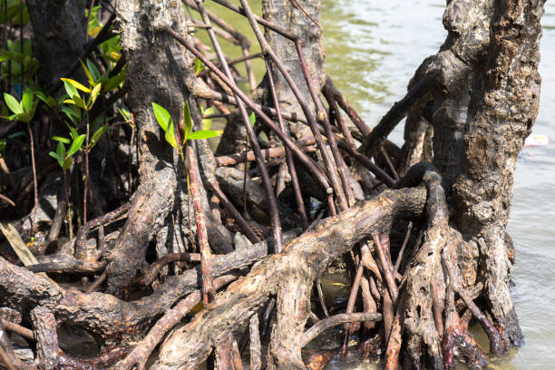 istock Mangrove roots in Ca Mau, South Vietnam 688814940