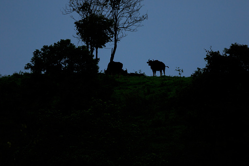 silhouette of Gaur stand and take a rest with a blue color background at the sunset