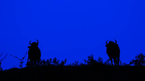 istock silhouette of Gaur 688815468