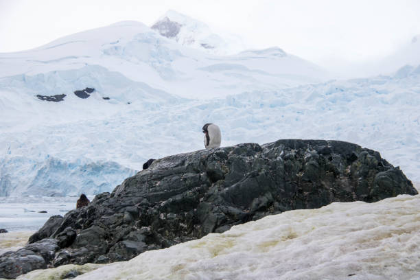 istock Antarctica: Gentoo Penguin at Paradise Harbour 688815492