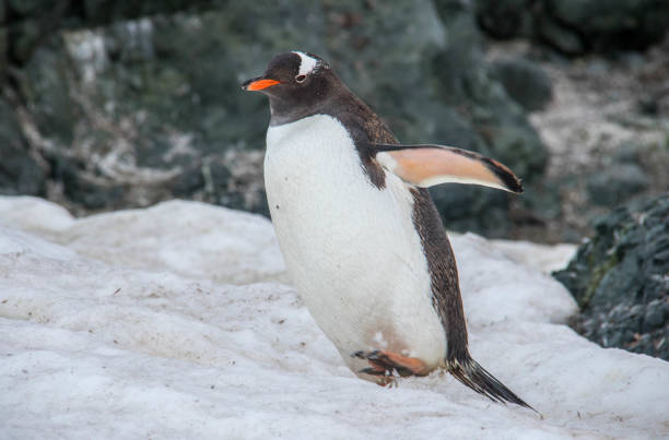 istock Antarctica: Gentoo Penguin at Paradise Harbour 688815502