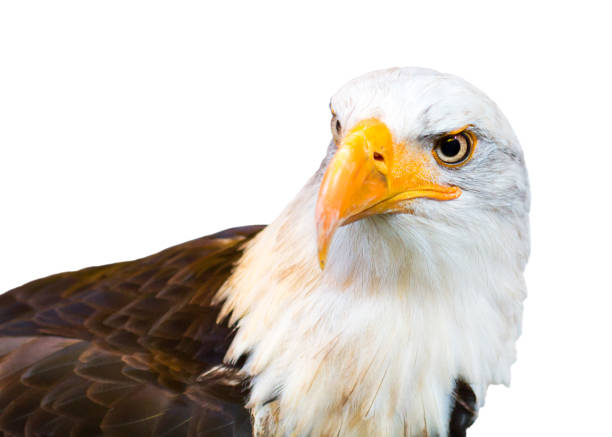 istock Portrait of American Bald Eagle isolated on a white background. 688818716