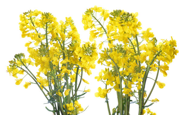 istock Flower of a rapeseed isolated on white background. 688825524