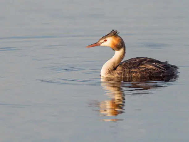 The Great Crested Grebe (Podiceps cristatus) is a member of the grebe family of water birds and is found in Europe, Africa, Asia and Australia. With copy space.